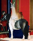 Sylvio Schwichtenberg