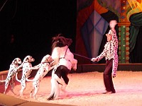 Mr Dalmatian