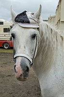 Balino