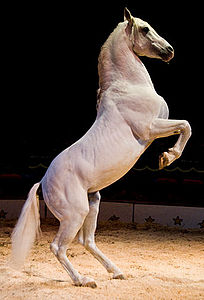 paarden van Beatrix Spindler