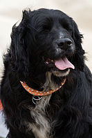 Bruno