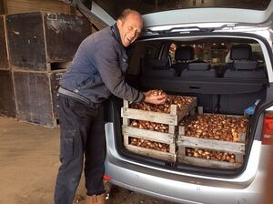 kweker Cornel bij vijf kratten vol met tulpenbollen in achterbak van een auto