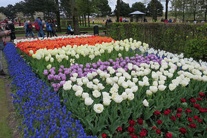 tulp keukenhof 2