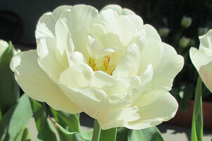 tulp bloei 3