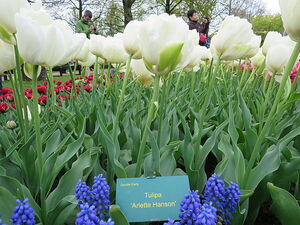 1718 dagboek 17 05 04 Keukenhof