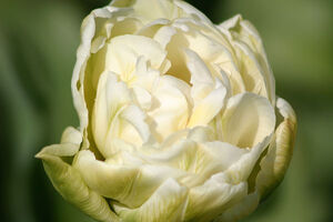 tulp bloei 4