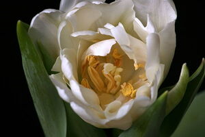 tulp bloei 2