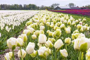 tulp veld