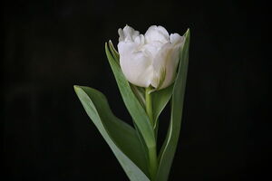 tulp bloei 1