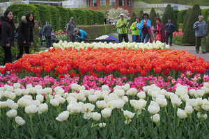 tulp keukenhof 1