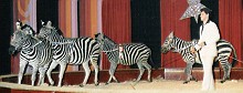 8990 026 fotohyneknavratilzebra1