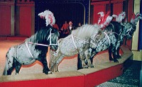 9293 030 fotoerwinfrankelloponys1