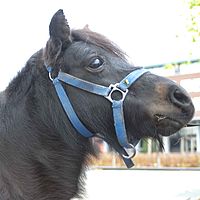 0910dieren 032 pony Beaune