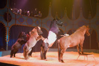 0708 013 Pavel Doubek pony