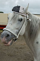 0809dieren 002 paarden