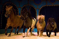 0708 010 Pavel Doubek pony