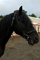 0809dieren 005 paarden