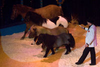 0708 011 Pavel Doubek pony