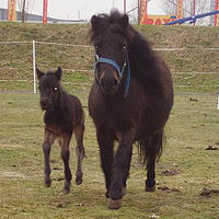 0910dieren 050 veulen