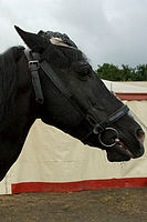 0809dieren 005 paarden