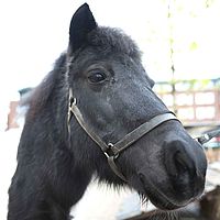 0910dieren 041 pony Sunny