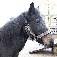 0910dieren 042 pony Dolly