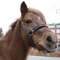 0910dieren 030 pony Ed