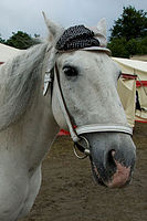 0809dieren 001 paarden