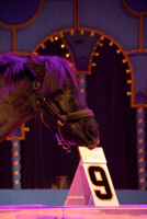 0708 110 Pavel Doubek rekenpony