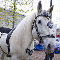 0910dieren 020 paard L