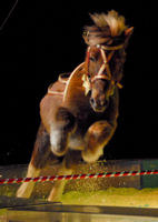 0708 146 Trixi & Roy