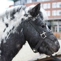 0910dieren 031 pony D