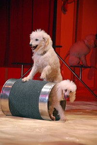 dagboek 0607 poedels