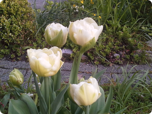 1314 dagboek 13 05 03 tulp Dick