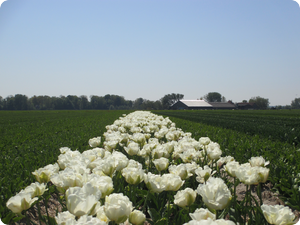 1314 dagboek 13 05 27 tulp koppen ervoor