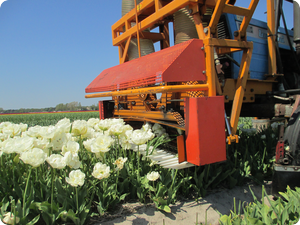 1314 dagboek 13 05 27 tulp koppen messen