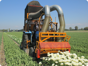 1314 dagboek 13 05 27 tulp koppen Arlette