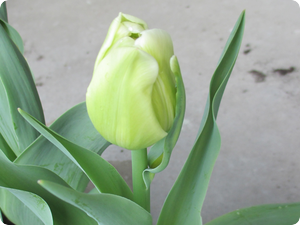 1314 dagboek 13 05 03 tulp Arlette