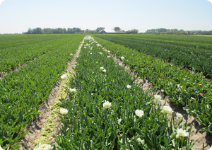 1314 dagboek 13 05 27 tulp koppen erna