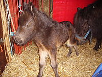 0910 dagboek 100116 pony2