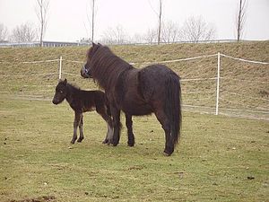 0910 dagboek 100121 pony3