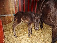 0910 dagboek 100116 pony4