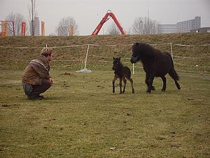 0910 dagboek 100121 pony4