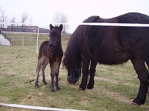 0910 dagboek 100121 pony2