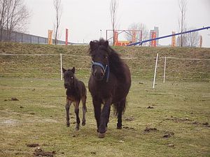 0910 dagboek 100121 pony1